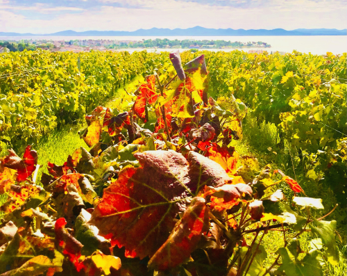 Best Ocean View Vineyard in Europe! fall wine harvest sea views Best Ocean View Vineyard in Europe! fall wine harvest sea views