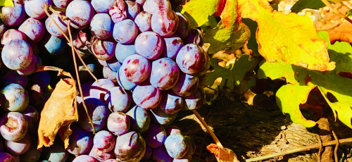 Best Ocean View Vineyard in Europe! grapes closeup fall leaves color harvest Best Ocean View Vineyard in Europe! grapes closeup fall leaves color harvest