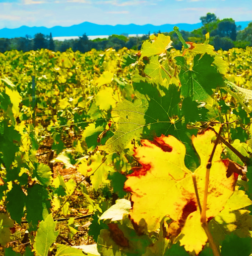 Best Ocean View Vineyard in Europe! fall leaves autumn swimming island mountains Best Ocean View Vineyard in Europe! fall leaves autumn swimming island mountains