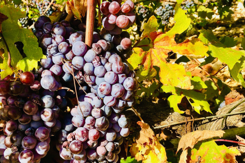 Europe in Autumn: 10 Best Fall Destinations! Umbria wine tasting vineyards at harvest