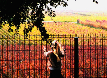Europe in Autumn: 10 Best Fall Destinations! BURGUNDY FRANCE VINEYARDS COLOR 