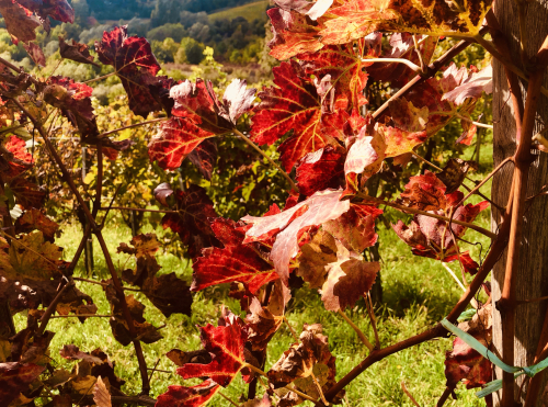 Fab Wine Tasting Vineyard Near Zagreb autumn grape vine colors Fab Wine Tasting Vineyard Near Zagreb autumn grape vine colors