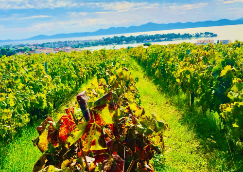 Best Ocean View Vineyard in Europe! ancient grape vines sea views Best Ocean View Vineyard in Europe! ancient grape vines sea views