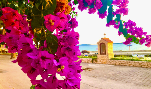 Bibinje Zadar Croatia 10 Best Travel Tips  beach vibes Bougainvillea flowers beach stroll 