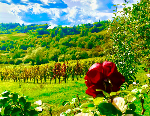 Fab Wine Tasting Vineyard Near Zagreb roses autumn harvest champaigne Fab Wine Tasting Vineyard Near Zagreb roses autumn harvest champaigne