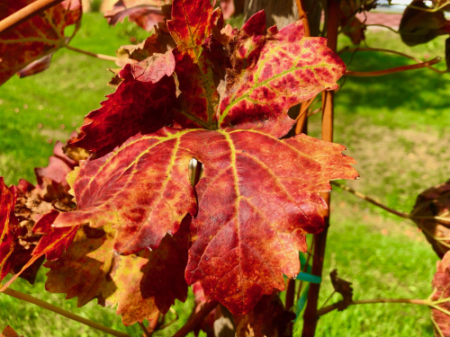 Fab Wine Tasting Vineyard Near Zagreb autumn color leaves harvest vineyards Fab Wine Tasting Vineyard Near Zagreb autumn color leaves harvest vineyards