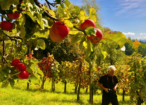 Fab Wine Tasting Vineyard Near Zagreb autumn apple and grape harvest colors Fab Wine Tasting Vineyard Near Zagreb autumn apple and grape harvest colors