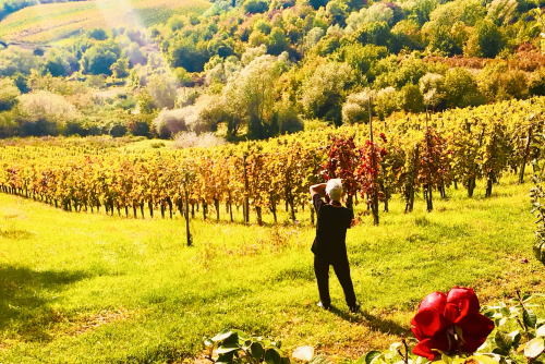 Fab Wine Tasting Vineyard Near Zagreb photography wine grapes beautiful Fab Wine Tasting Vineyard Near Zagreb photography wine grapes beautiful