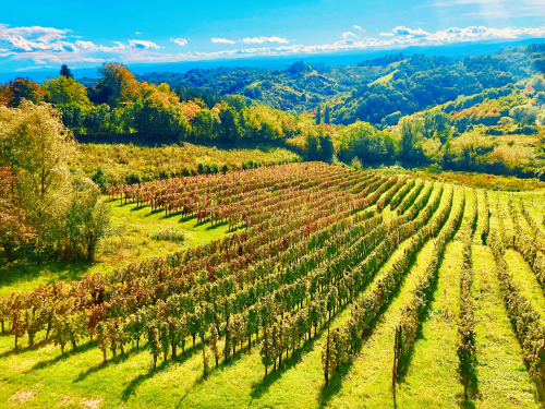 Fab Wine Tasting Vineyard Near Zagreb beautiful wine road fall harvest Fab Wine Tasting Vineyard Near Zagreb beautiful wine road fall harvest