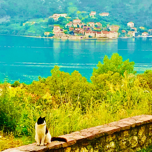 Cute Kittens & Cats You Meet Traveling! cats in kotor riviera montenegro Cute Kittens & Cats You Meet Traveling! cats in kotor riviera montenegro
