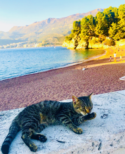 Cute Kittens & Cats You Meet Traveling! cat on beach in Croatia Cute Kittens & Cats You Meet Traveling! cat on beach in Croatia