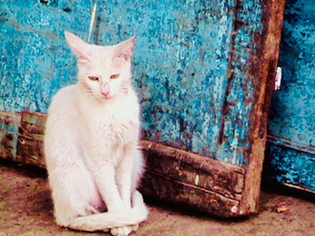 Cute Kittens & Cats You Meet Traveling! stray cat in Morocco Cute Kittens & Cats You Meet Traveling! stray cat in Morocco