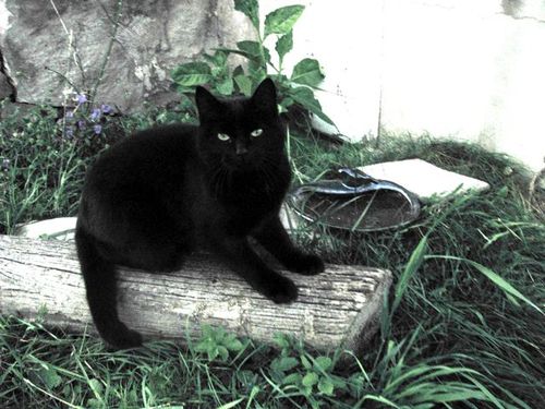 Cute Kittens & Cats You Meet Traveling! kitty cat in sweden photo by 7 year old heavenly renyna Cute Kittens & Cats You Meet Traveling! kitty cat in sweden photo by 7 year old heavenly renyna