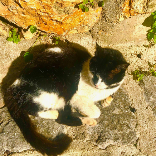 Cute Kittens & Cats You Meet Traveling! kitty cat Cute Kittens & Cats You Meet Traveling! kitty cat