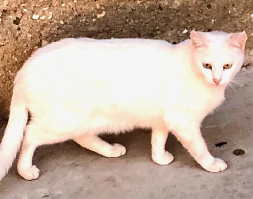 Cute Kittens & Cats You Meet Traveling! adorable white stay cat europe Cute Kittens & Cats You Meet Traveling! adorable white stay cat europe