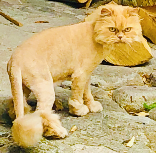 Cute Kittens & Cats You Meet Traveling! beautiful wild stray feral cat like lion cut Cute Kittens & Cats You Meet Traveling! beautiful wild stray feral cat like lion cut