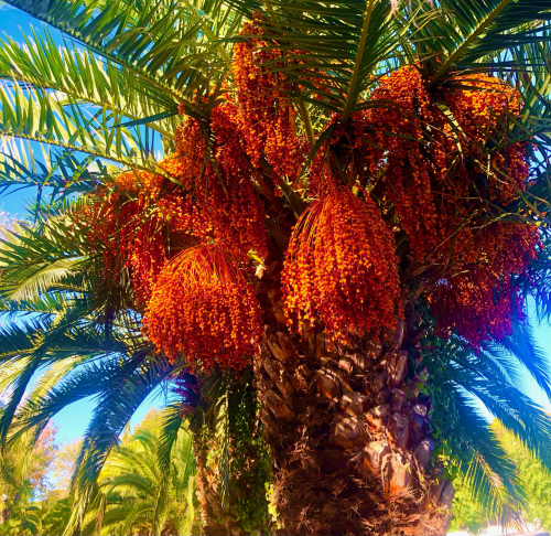 Fall Color & Halloween in Barcelona!  palm tree beauty color autumn spain 