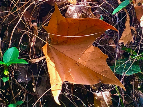 Fall Color & Halloween in Barcelona! fallen leaf autumn beauty simplicity 