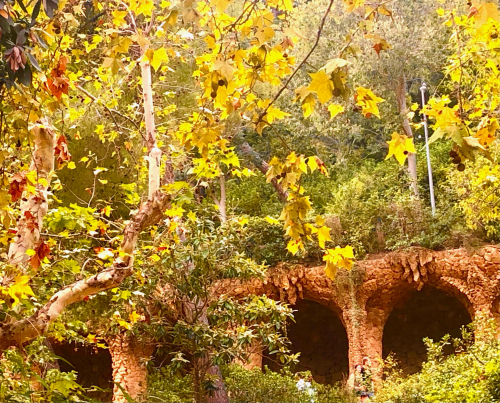 Fall Color & Halloween in Barcelona! Gaudi Park Quell yellow leaves autumn 