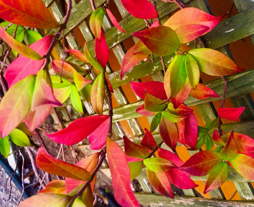 Fall Color & Halloween in Barcelona! autumn colored leaves 