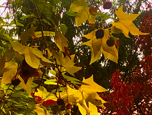 Fall Color & Halloween in Barcelona! autumn leaves yellow shades nuts 