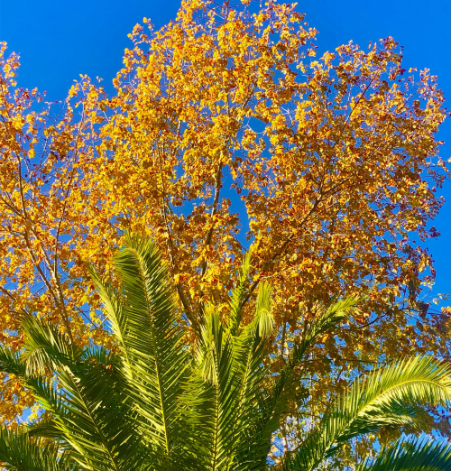 Fall Color & Halloween in Barcelona!  autumn leaves orange and palm trees   bule skies