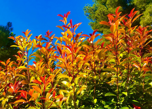 Fall Color & Halloween in Barcelona! spain beautiful leaves sun autumn red  yellow  gold   green 