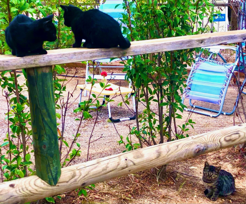 Cute Kittens & Cats You Meet Traveling! 3 stray cute kittens camping resort barcelona Cute Kittens & Cats You Meet Traveling! 3 stray cute kittens camping resort barcelona