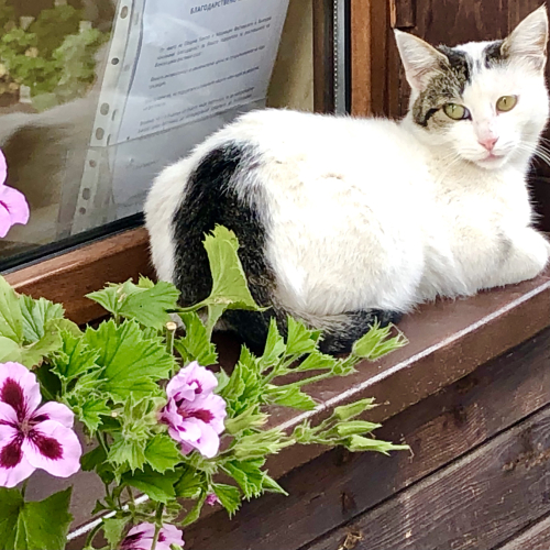 Cute Kittens & Cats You Meet Traveling! caturday cat lovers flowers Cute Kittens & Cats You Meet Traveling! caturday cat lovers flowers