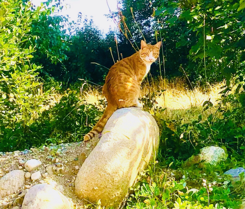 Cute Kittens & Cats You Meet Traveling! top of the mountain hiking cat bulgaria bansko Cute Kittens & Cats You Meet Traveling! top of the mountain hiking cat bulgaria bansko