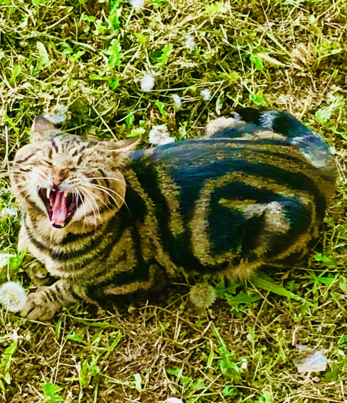 Cute Kittens & Cats You Meet Traveling! cat yawn funny europe travel cat Cute Kittens & Cats You Meet Traveling! cat yawn funny europe travel cat