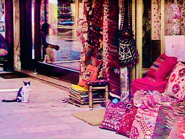 Cute Kittens & Cats You Meet Traveling! Istanbul stray cat Cute Kittens & Cats You Meet Traveling! Istanbul stray cat