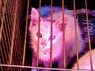 Cute Kittens & Cats You Meet Traveling! Turkey cat from Van with 2 colored eyes Cute Kittens & Cats You Meet Traveling! Turkey cat from Van with 2 colored eyes