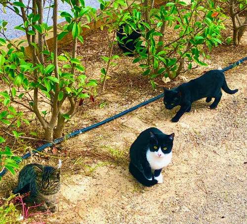 Cute Kittens & Cats You Meet Traveling! stray cats in spain Cute Kittens & Cats You Meet Traveling! stray cats in spain
