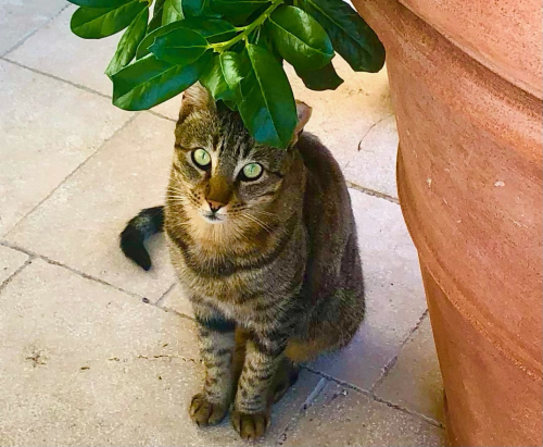 Cute Kittens & Cats You Meet Traveling! stray cats europe Cute Kittens & Cats You Meet Traveling! stray cats europe