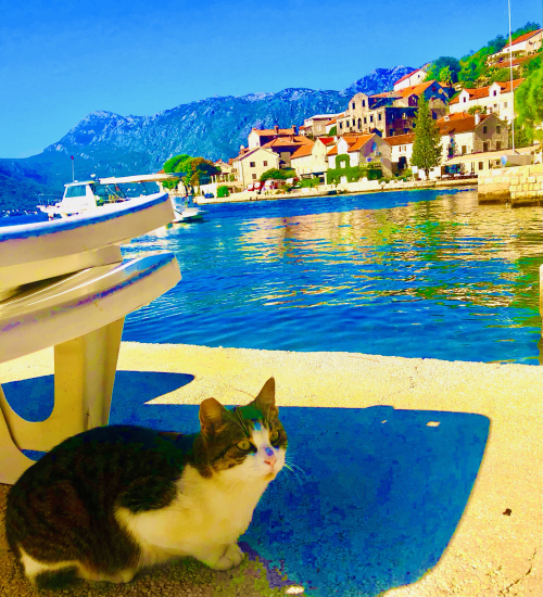 Cute Kittens & Cats You Meet Traveling! europe cat by sea in Unesco Perast Montenegro Cute Kittens & Cats You Meet Traveling! europe cat by sea in Unesco Perast Montenegro