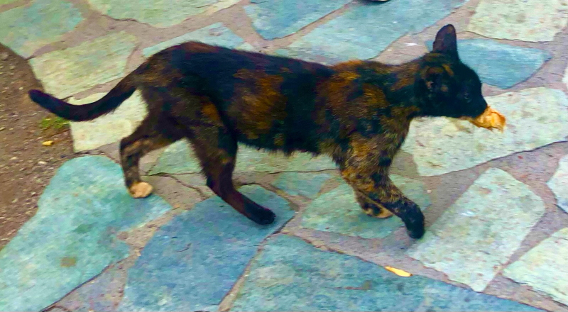 Cute Kittens & Cats You Meet Traveling! mama cat feeding tourists bread to kittens Cute Kittens & Cats You Meet Traveling! mama cat feeding tourists bread to kittens