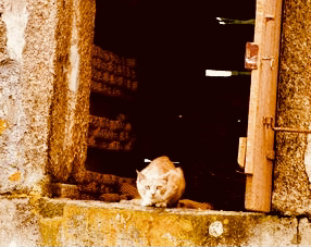 Cute Kittens & Cats You Meet Traveling! cat in Galica farm horreos Cute Kittens & Cats You Meet Traveling! cat in Galica farm horreos