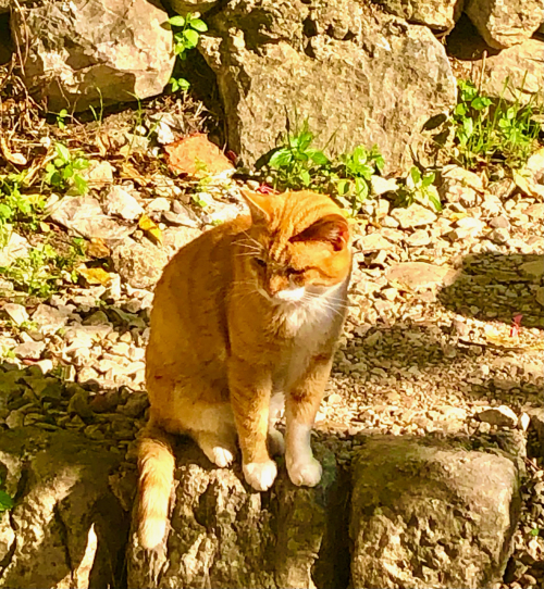 Cute Kittens & Cats You Meet Traveling! orange tabby travel cat Cute Kittens & Cats You Meet Traveling! orange tabby travel cat