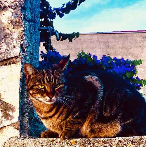 Cute Kittens & Cats You Meet Traveling! cat lover kitty with flowers in Bibinje Croatia Cute Kittens & Cats You Meet Traveling! cat lover kitty with flowers in Bibinje Croatia
