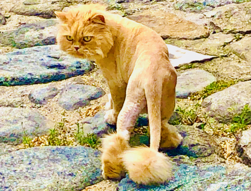 Cute Kittens & Cats You Meet Traveling! adorable wild cat bulgaria lion hair cut Cute Kittens & Cats You Meet Traveling! adorable wild cat bulgaria lion hair cut