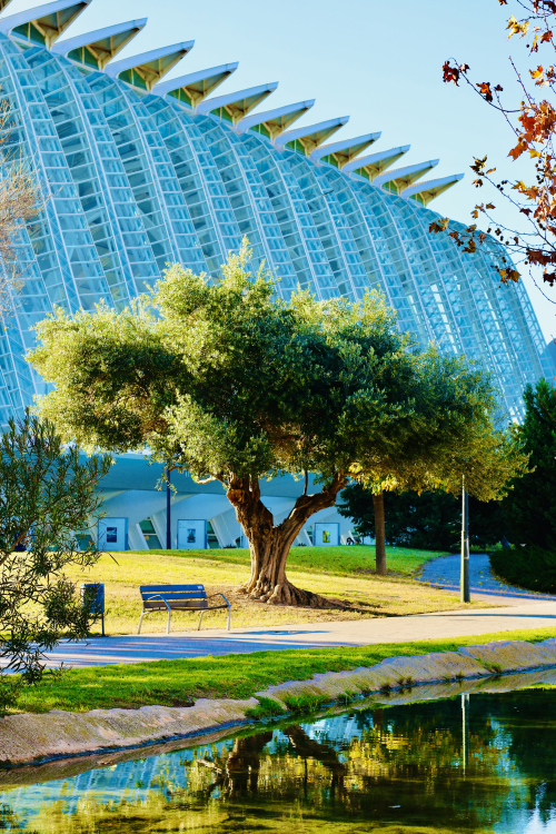Valencia City of Arts and Sciences Outside Tips + Free Parking! beautfiful nature and pools Valencia City of Arts and Sciences Outside Tips + Free Parking! beautfiful nature and pools