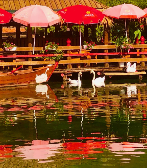 Driving 3 Beautiful European Countries in a Day! Lake Ohrid swans Albania beauty Driving 3 Beautiful European Countries in a Day! Lake Ohrid swans Albania beauty