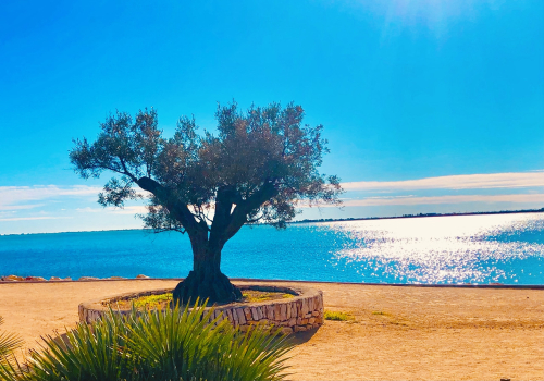 Best Tips! Americans Buying Home in Spain! ancient olive trees & sea views Best Tips! Americans Buying Home in Spain! ancient olive trees & sea views
