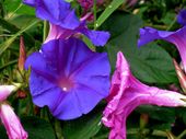 Img_0375 Img_0375