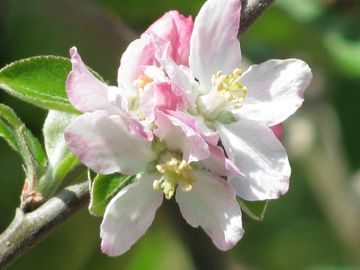Img_0781 Img_0781