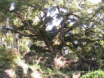 Img_1075 Img_1075