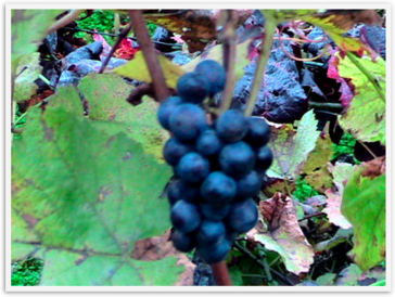 Img_2320 Img_2320