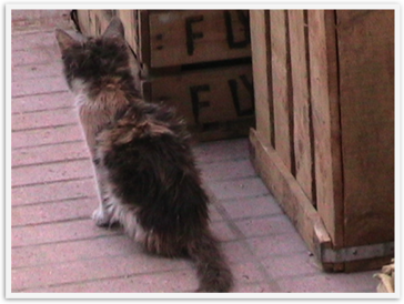 Img_3830 Img_3830