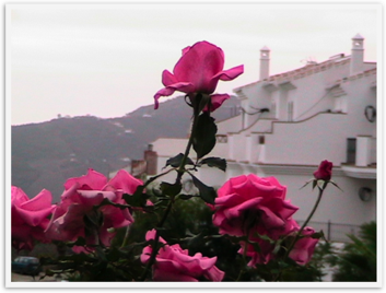Img_4258_2 Img_4258_2